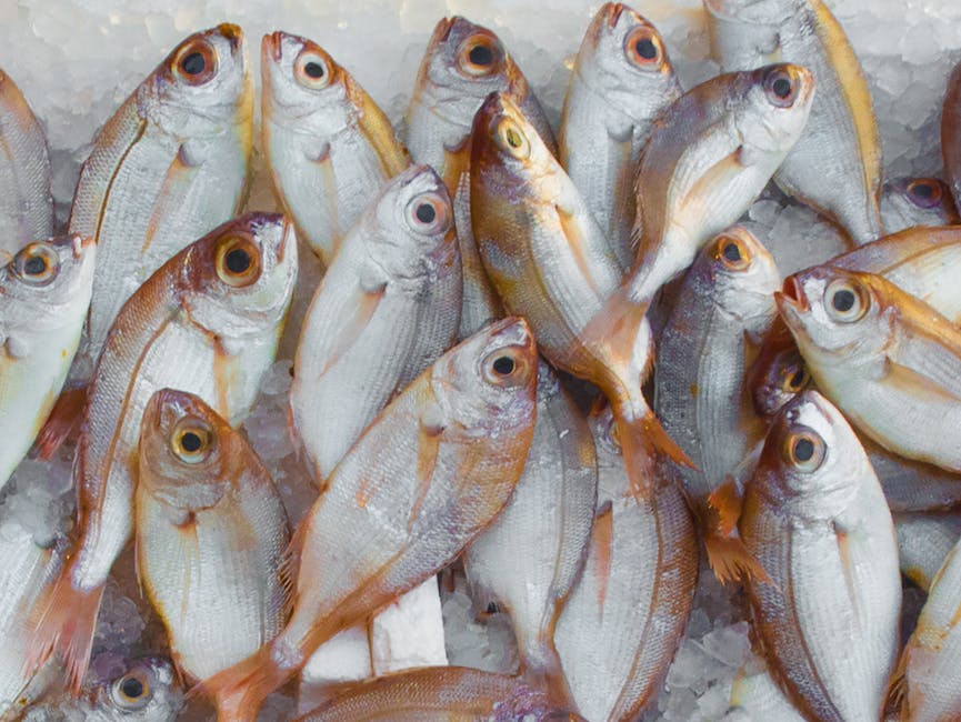 Dorada capturada en aguas marinas españolas