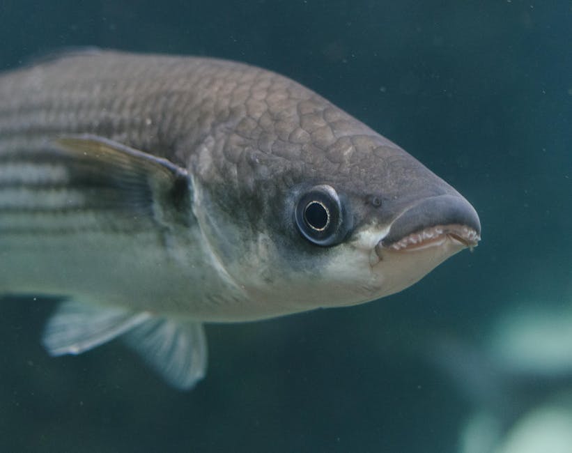 Lubina capturada en la costa mediterránea española