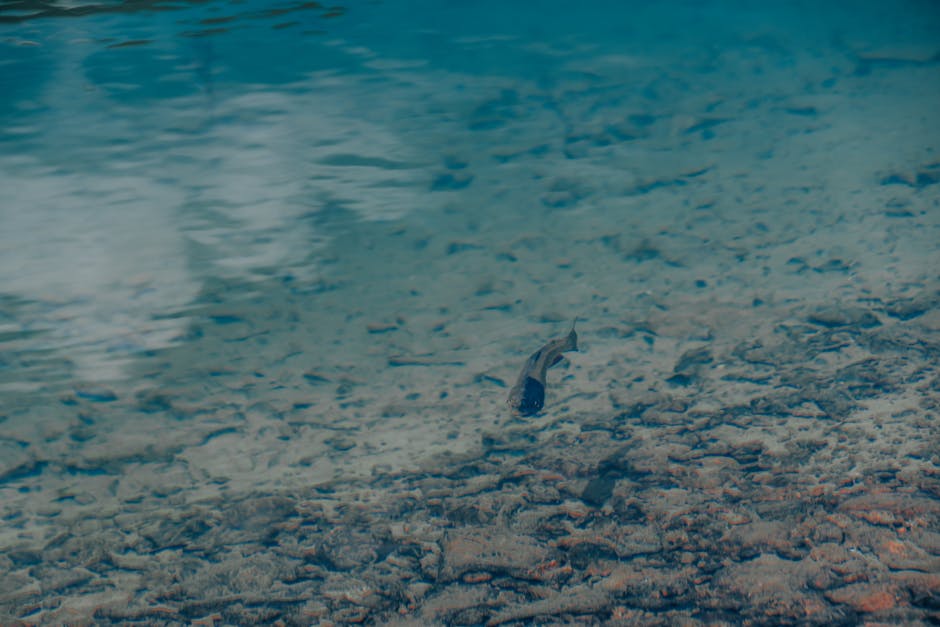 Trucha común en río de montaña con aguas cristalinas